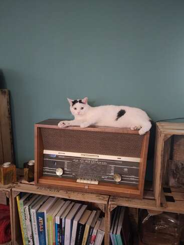 Um gato branco com manchas pretas descansa em cima de um rádio vintage, cercado por caixas de madeira, livros e uma parede azul-petróleo, criando uma atmosfera aconchegante e retrô.