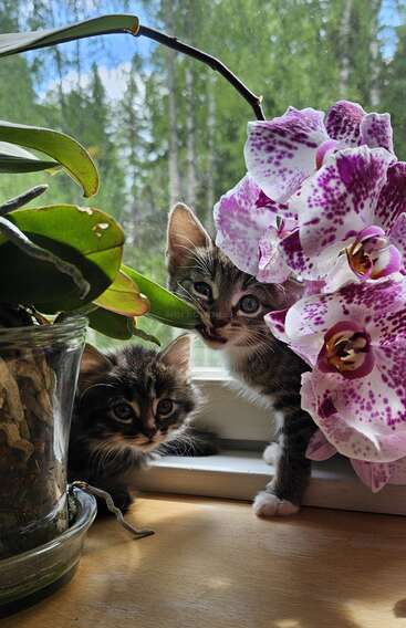 Two adorable kittens peek out from behind vibrant purple orchids and lush green leaves, sitting on a windowsill with a forested, sunlit background visible outside.