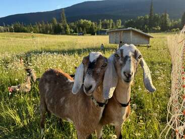 Duas simpáticas cabras marrons com orelhas de abano estão juntas em um campo ensolarado e gramado. Você pode ver galinhas, uma cerca, um galpão, árvores e montanhas.