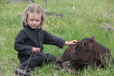 Uma criança pequena em uma roupa escura senta-se em um campo gramado, acariciando gentilmente um bezerro que descansa. Flores amarelas e vegetação os cercam, criando uma cena pacífica.