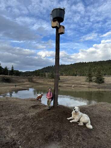 Uma criança pequena está ao lado de um poste alto de madeira com casas de pássaros e um ninho de balde. Dois cães estão próximos, ao lado de um lago em uma paisagem rural.