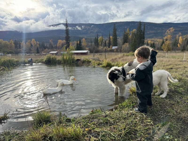 Un niño pequeño está junto a un estanque acariciando a un perro, mientras nadan dos patos blancos. Montañas, árboles otoñales y un apacible paisaje rural llenan el fondo.