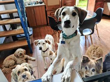L'image représente un groupe de six chiens rassemblés dans une pièce avec des planchers en bois, un escalier et un coin cuisine, tous regardant vers l'appareil photo.