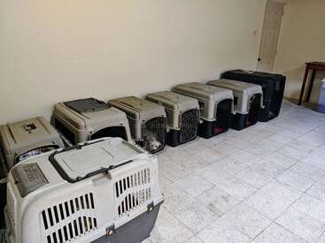Ocho cajas de animales están alineadas contra una pared blanca sobre un suelo de baldosas en una habitación con una puerta cerrada y una pequeña mesa cerca.