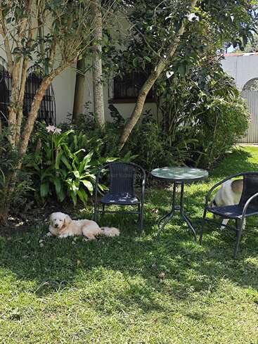 En un soleado jardín, dos perros se relajan cerca de una mesa redonda de cristal con dos sillas negras. Plantas y árboles de un verde exuberante rodean la apacible escena al aire libre.