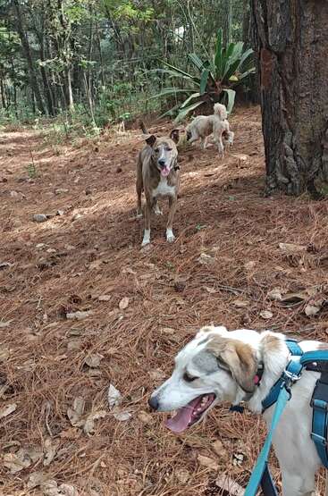 Tres perros exploran un bosque cubierto de pinos. Un perro lleva arnés y pantalones azules, otro está de pie en el centro, mientras el tercero olfatea cerca de un gran árbol.
