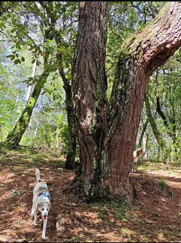 En un bosque iluminado por el sol, destaca un gran árbol. Dos perros están cerca; uno se acerca mientras otro se oculta parcialmente tras el árbol.