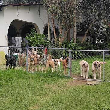 Un grupo de ocho perros se parapeta tras una valla metálica en un exuberante patio verde, frente a una casa con portales arqueados y plantas alrededor.