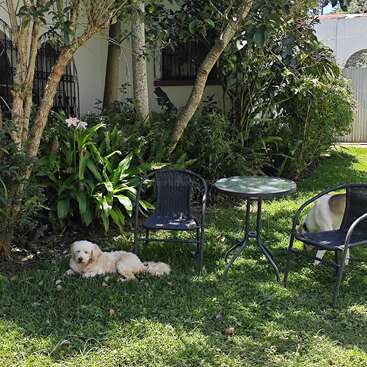 Dans un jardin ensoleillé, deux chiens se détendent près d'une table ronde en verre et de deux chaises noires. Des plantes et des arbres verdoyants entourent cette scène paisible.