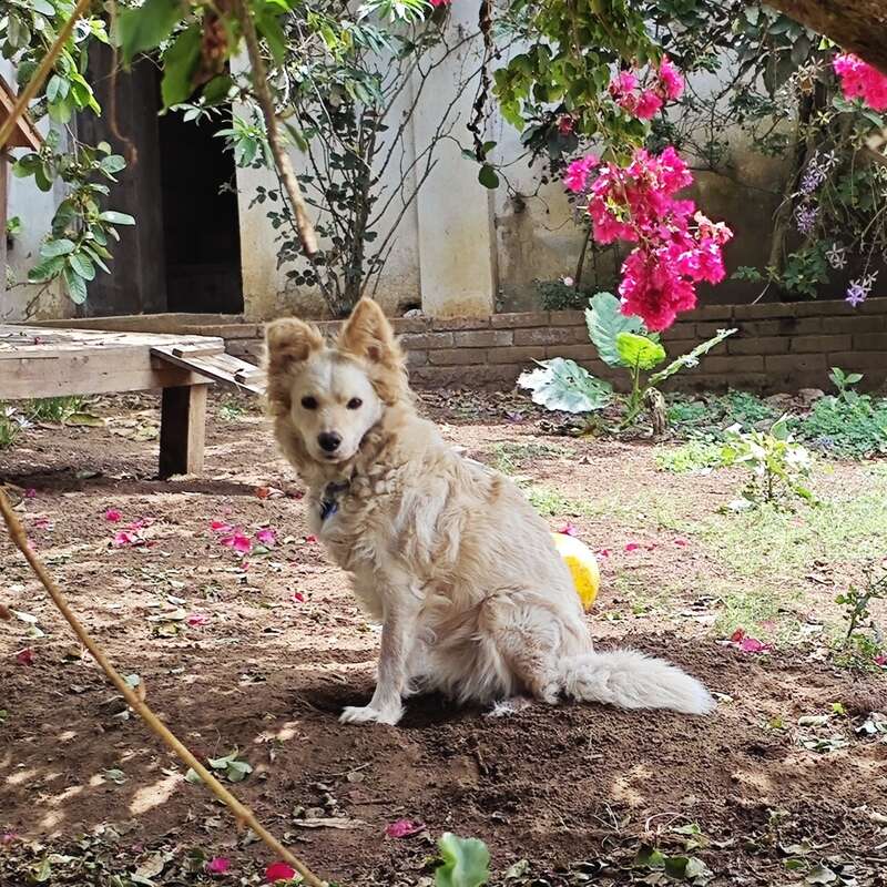 Un esponjoso perro de color claro está sentado en el suelo de un jardín, rodeado de pétalos de flores esparcidos, plantas verdes, un banco de madera y vibrantes flores rosas.