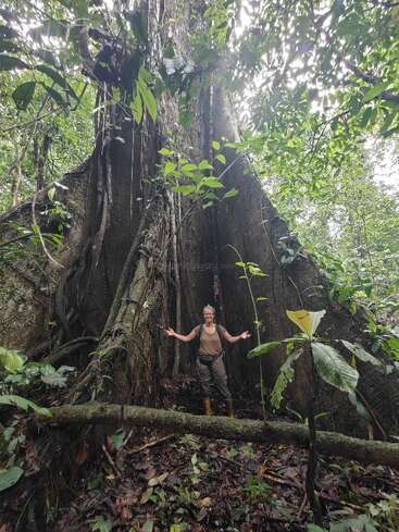 Uma pessoa está em frente a uma árvore enorme e antiga em uma floresta tropical verde e exuberante. As raízes e o tronco da árvore dominam a cena de forma magnífica.
