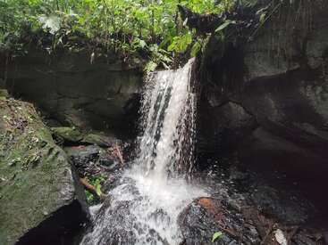 Uma pequena e serena cachoeira cai em cascata sobre rochas cobertas de musgo em uma piscina sombreada, cercada por vegetação verde exuberante e plantas pendentes em um ambiente tranquilo de floresta.