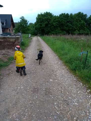 Un niño con chubasquero amarillo va en bicicleta por un camino de tierra, acompañado de un perro negro, con casas y árboles de fondo en un día nublado.