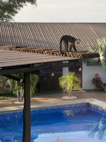 A imagem mostra um macaco em pé em um telhado de madeira acima de uma piscina, com uma casa e palmeiras visíveis ao fundo.