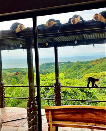 A imagem mostra uma cena serena de macacos descansando em um telhado, com vista para uma paisagem verde exuberante com árvores e colinas, em um céu nublado.