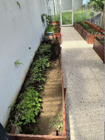 A imagem mostra um jardim estreito e fechado com um caminho de cascalho, com vasos de madeira elevados cheios de terra e várias plantas, cercados por uma parede branca e uma porta de vidro.