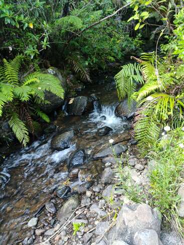 Um riacho pequeno e claro flui sobre rochas cercadas por samambaias verdes exuberantes, folhagem densa e seixos, criando uma cena pacífica e natural de floresta.