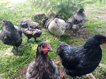 Um grupo de galinhas, a maioria com penas escuras e uma galinha branca, está na grama, cercado por vegetação, aproveitando o ar livre à luz do dia.
