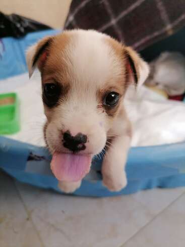 A cute puppy with big, expressive eyes and a heart-shaped nose sticks out its tongue, perched on the edge of a blue pet bed indoors.