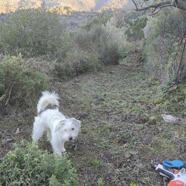 Un chien blanc et duveteux se tient sur un chemin étroit et herbeux, entouré de buissons et d'arbres denses. Des outils de jardinage sont posés sur le sol, des montagnes sont visibles à l'arrière-plan.