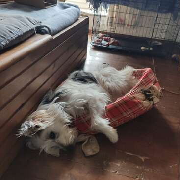 Un chien pelucheux est maladroitement couché à moitié dans un petit lit à carreaux rouges sur un plancher en bois, l'air douillet et détendu dans un espace ensoleillé et accueillant.