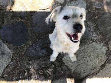 Un petit chien blanc, heureux, regarde vers le haut avec une expression joyeuse, assis sur un trottoir en pierre éclairé par le soleil. Sa gueule est ouverte, montrant l'excitation et la gentillesse.