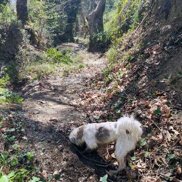 Un petit chien pelucheux renifle le sol sur un sentier de terre entouré d'arbres, de verdure et de feuilles mortes, profitant d'une promenade paisible dans la nature.