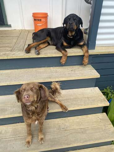 Two dogs relax on wooden steps; one black and tan, lying above, and one brown, sitting below. An orange MITRE 10 bucket sits in the background.