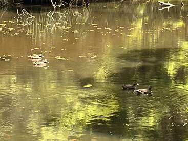 La imagen representa una serena escena de estanque con patos nadando en el agua, rodeados de frondosa vegetación y árboles que se reflejan en la tranquila superficie.