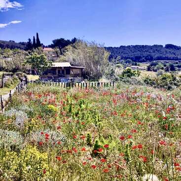 Eine rustikale Szene auf dem Land mit einer kleinen Holzhütte, umgeben von Wildblumen, üppigem Grün, entfernten Bäumen und einem strahlend blauen Himmel voller Sonnenschein.