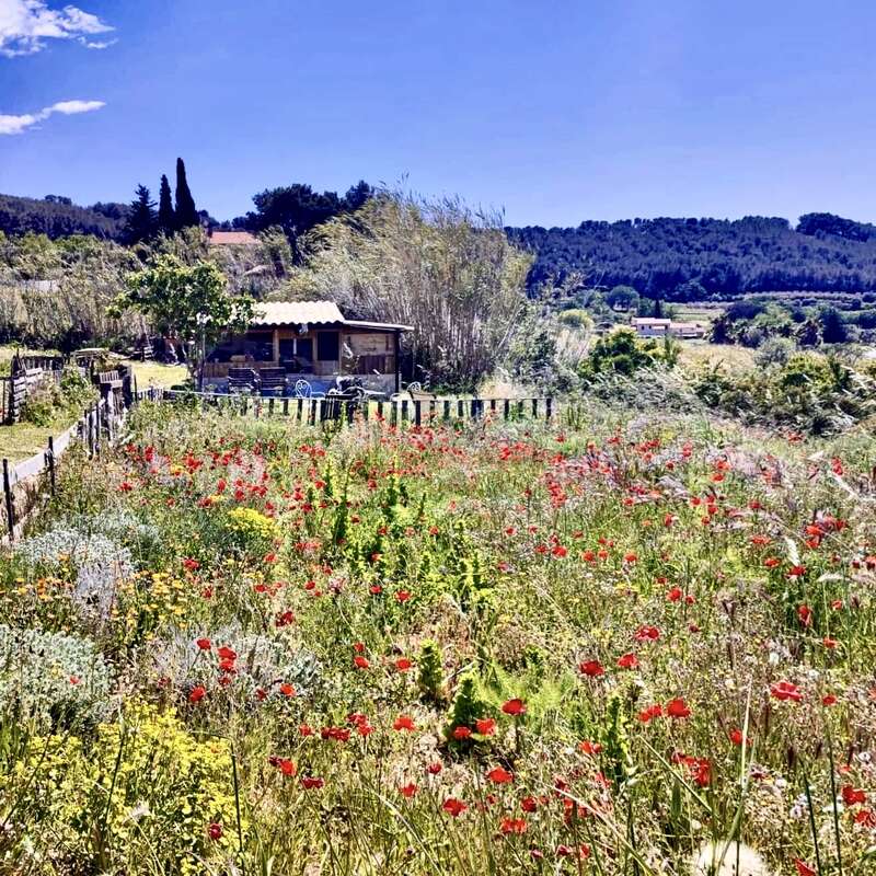 A rustic countryside scene featuring a small wooden cabin, surrounded by wildflowers, lush greenery, distant trees, and a vibrant blue sky filled with sunshine.