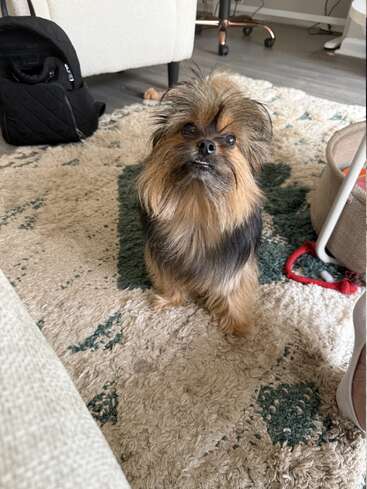 Ein kleiner, struppiger Hund mit braunem und schwarzem Fell sitzt auf einem strukturierten Teppich und schaut neugierig nach oben. Möbel, ein Rucksack und Spielzeug umgeben die Szene.