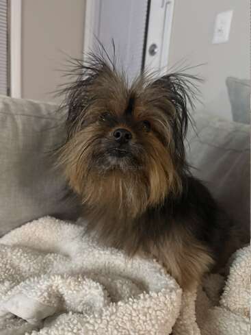 Ein kleiner, struppiger Hund mit flauschigem Fell sitzt auf einer weichen, weißen Decke auf dem Sofa. Seine Ohren sind gespitzt und er sieht zufrieden aus.