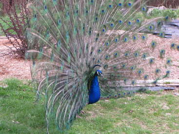 A imagem mostra um pavão em pé em uma área gramada, com o corpo azul vibrante e as longas penas verdes iridescentes da cauda em destaque.