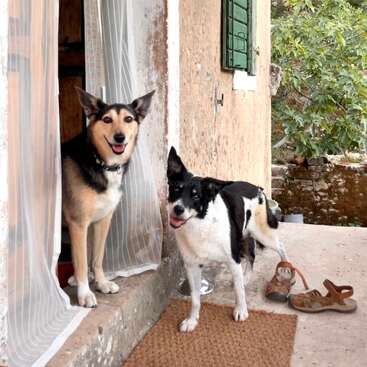 Two happy dogs stand on a rustic porch; one inside behind a sheer curtain, the other outside near sandals, beside an old wall with a green shutter.