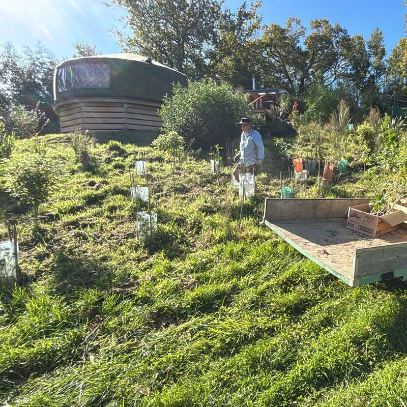 A person stands on a grassy hill among young trees in protective covers. A modern round hut and trees are in the background, under clear blue skies.