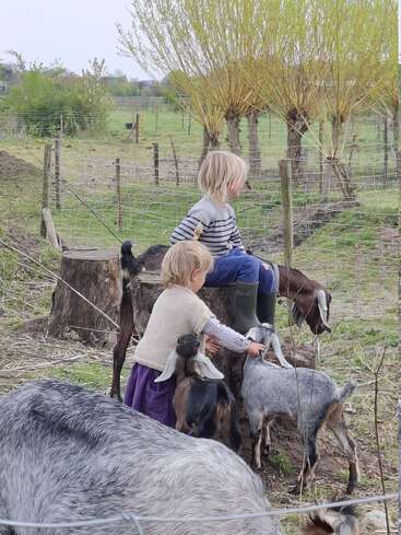 Deux jeunes enfants jouent avec plusieurs chèvres dans un champ à la campagne. La scène est paisible, avec des arbres, des souches de bois et une clôture en fil de fer qui les entoure.