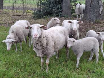 Un troupeau de moutons se tient près d'un bosquet, sur une prairie verdoyante. La plupart sont tournés vers l'appareil photo ; on y voit aussi bien des moutons adultes que des agneaux.