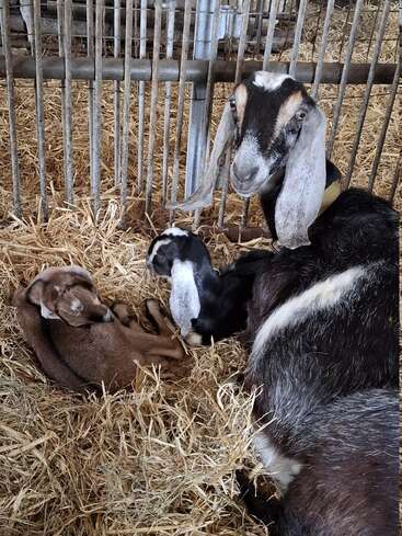 Une chèvre se repose dans un enclos douillet rempli de paille, en compagnie de ses deux adorables chevreaux, l'un brun et l'autre noir, tous deux confortablement blottis contre elle.