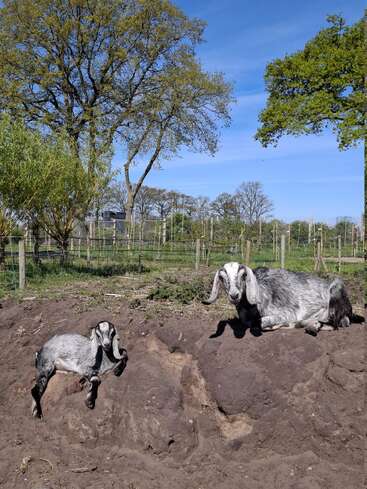 Un chevreau bondit avec énergie à côté d'une chèvre adulte qui se repose sur un monticule de terre, entourés d'arbres et d'une clôture, sous un ciel bleu radieux et ensoleillé.