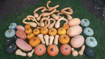 Una colorida variedad de calabazas y calabacines de diferentes tipos se dispone sobre la hierba verde, mostrando diferentes formas, tamaños y tonalidades para la exposición de la cosecha.