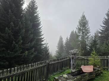 Une scène de forêt brumeuse avec de grands arbres à feuilles persistantes, une clôture rustique en bois, un abreuvoir en rondins, un bac en plastique rose et un petit pin à proximité, évoquant la tranquillité.
