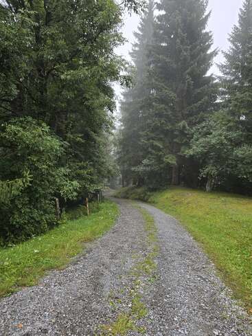 Un chemin de gravier brumeux serpente à travers une forêt verdoyante, flanquée de grands pins et d'un feuillage épais, créant une atmosphère paisible et sereine.