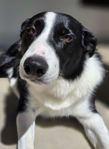 Photo en gros plan d'un chien noir et blanc couché, regardant vers le haut avec des yeux expressifs et pleins d'âme, la lumière du soleil mettant en valeur sa fourrure brillante et son visage doux.