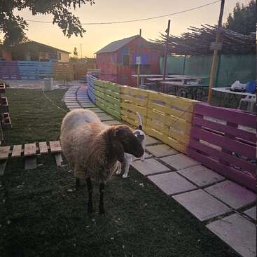 A sheep and a dog stand on grass beside colorful wooden fences. There are tables, a painted hut, and a sunset visible in the background.