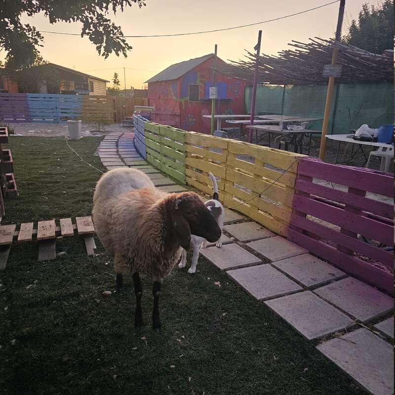 Una oveja y un perro descansan sobre la hierba junto a vallas de madera de colores. Hay mesas, una cabaña pintada y una puesta de sol visible al fondo.