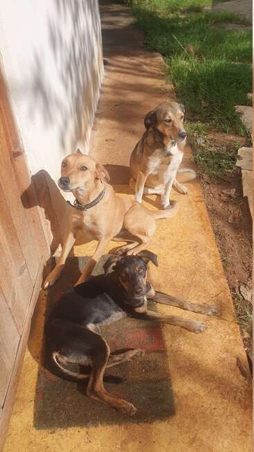 Three dogs sit and lie on a sunlit outdoor pathway. Two have light brown fur, one has black and tan markings. Green grass grows nearby.