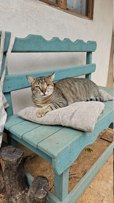 A tabby cat with one eye lounges on a patterned pillow atop a turquoise bench outside, next to a textured wall and a rustic wooden window.