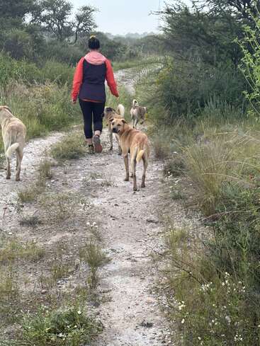 Uma pessoa com uma jaqueta vermelha caminha por um caminho de terra cercado de vegetação, acompanhada por quatro cães. Um cão olha para trás em direção à câmera.