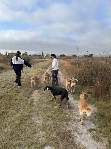 Duas pessoas estão caminhando por uma trilha gramada com seis cães na coleira. O céu da manhã está nublado e os campos cercam a pacífica cena campestre.